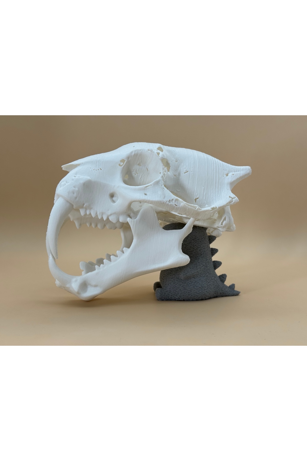 Crâne de Tigre à Dents de Sabre – Figurine Fossile Préhistorique 13 CM