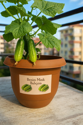 NIDAGE Salatalık Yetiştirme Seti - Benim Minik Bahçem