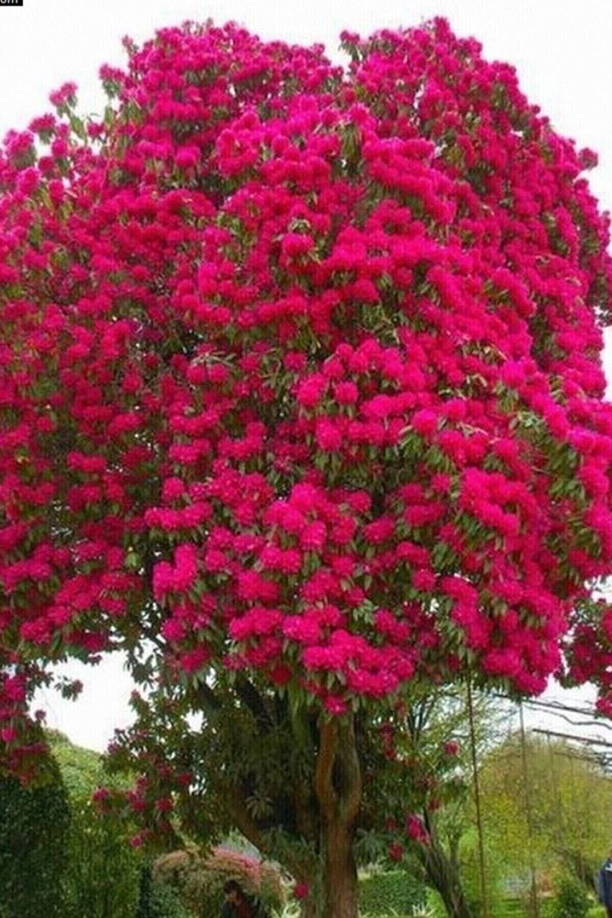 Red Oya Tree Seedling 1. Quality 60 80 Cm Tube Green Leafy Flowery