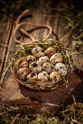 KARACAN SÜS TAVUKLARI VE YUMURTA 12 Adet Kıbrıs Jumbo Japon Ukrayna Bıldırcın...