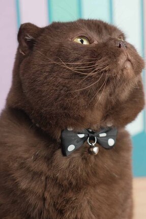 sevgipet Şık ve Sevimli Papyonlu Zilli Ayarlanabilir Kedi Tasması (Renk Seçen...