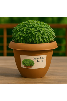 NIDAGE Benim Minik Bahçem – Top Reyhan Yetiştirme Seti | Balkon & Ev İçi Mini...