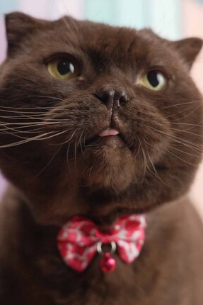 sevgipet Şık ve Sevimli Papyonlu Zilli Ayarlanabilir Kedi Tasması (Renk Seçen...