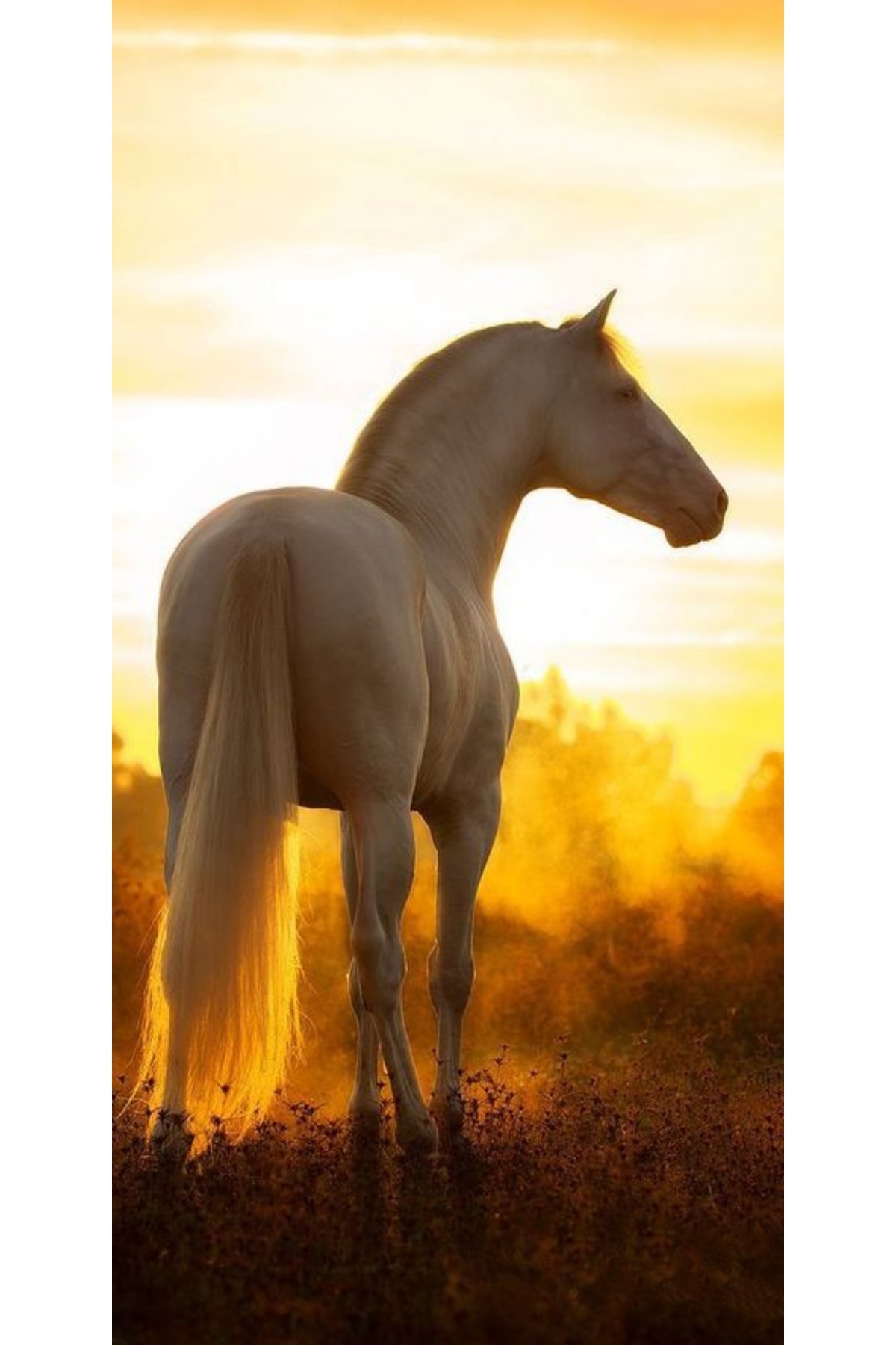 Atlas-Custom Case HTC U12 Plus White Horse 1
