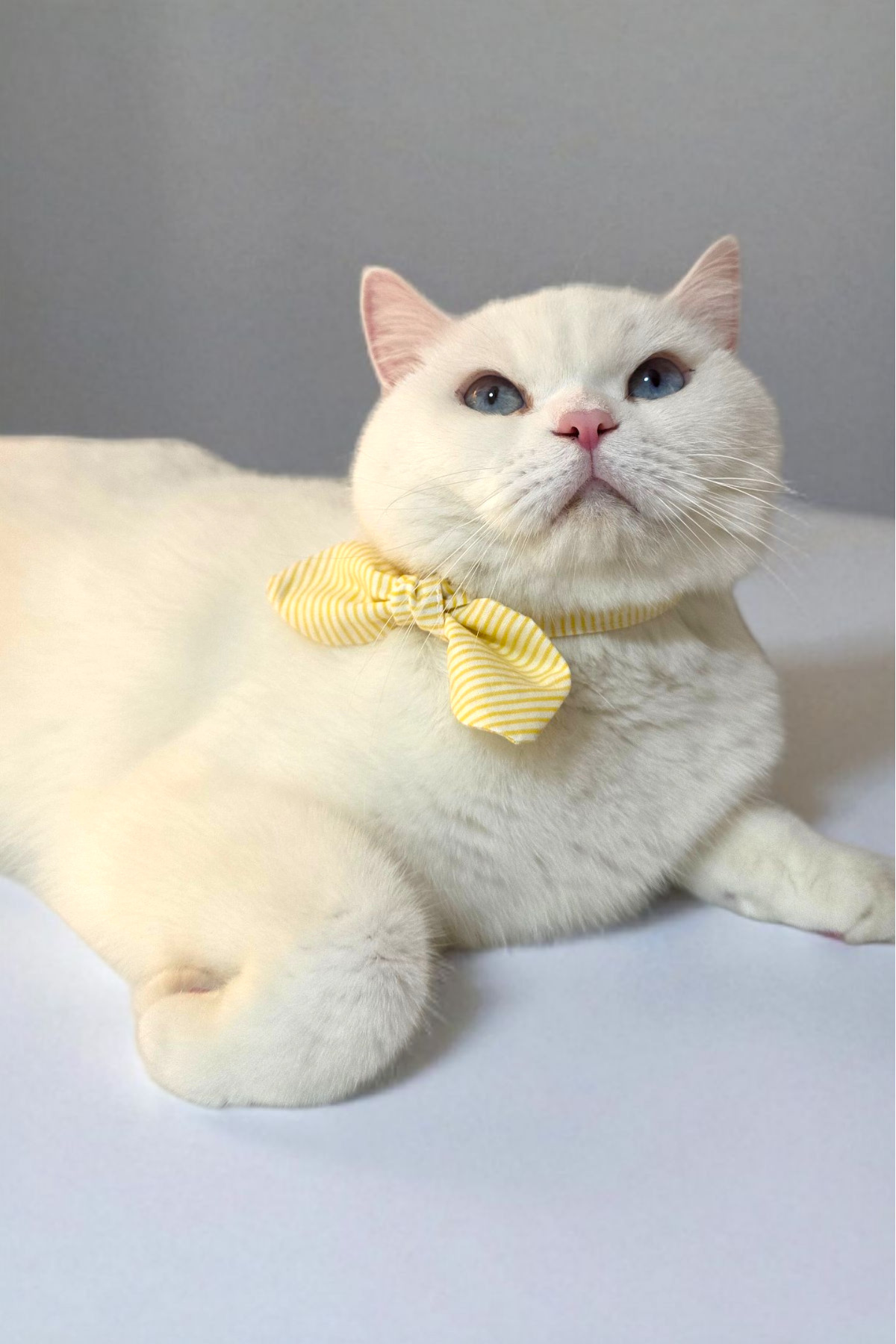DodoJoy-Cat Collar with Bell, 3 in 1 Cat Collar, Cat Collars with Bow Tie and Ribbon, Yellow Line Pattern 1