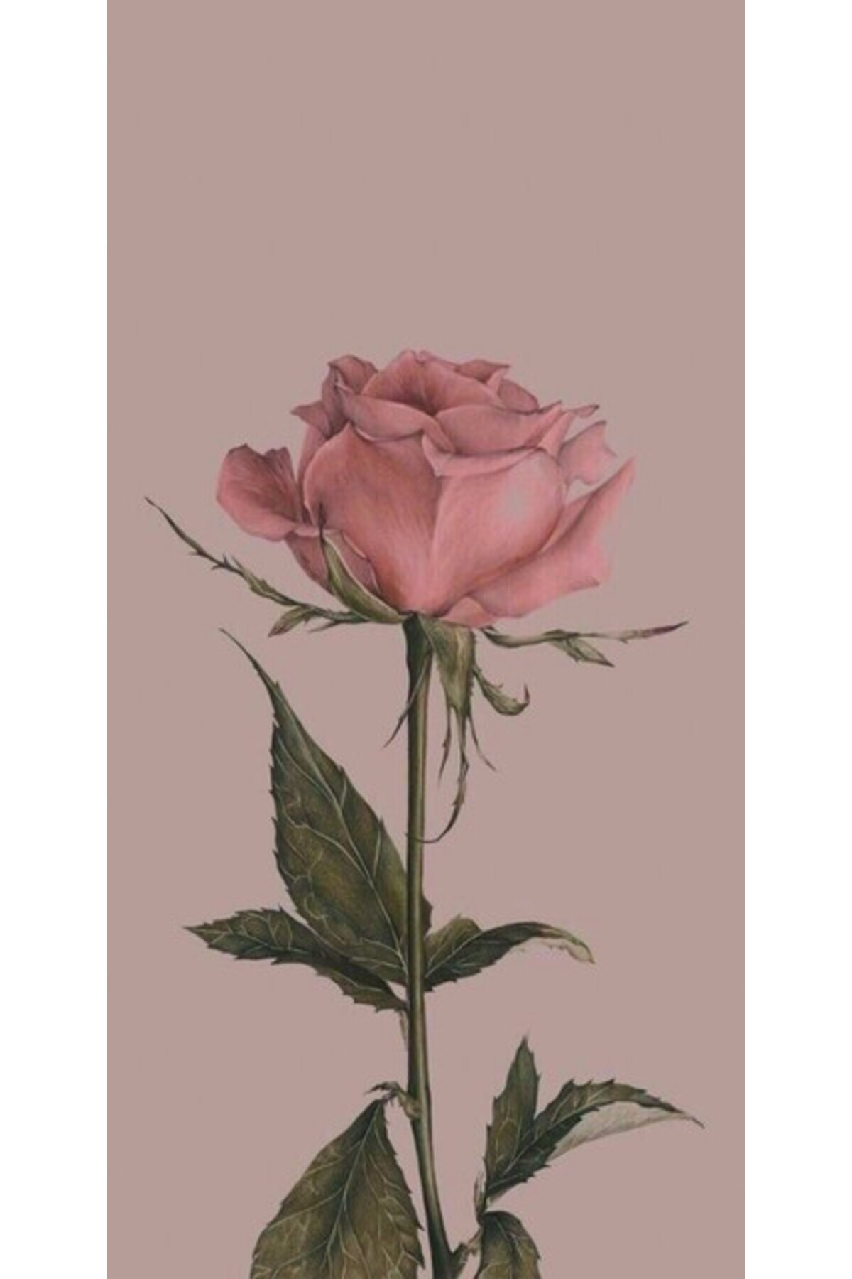 Atlas-Custom Case HUAWEI P20 Lite Pink Rose 1