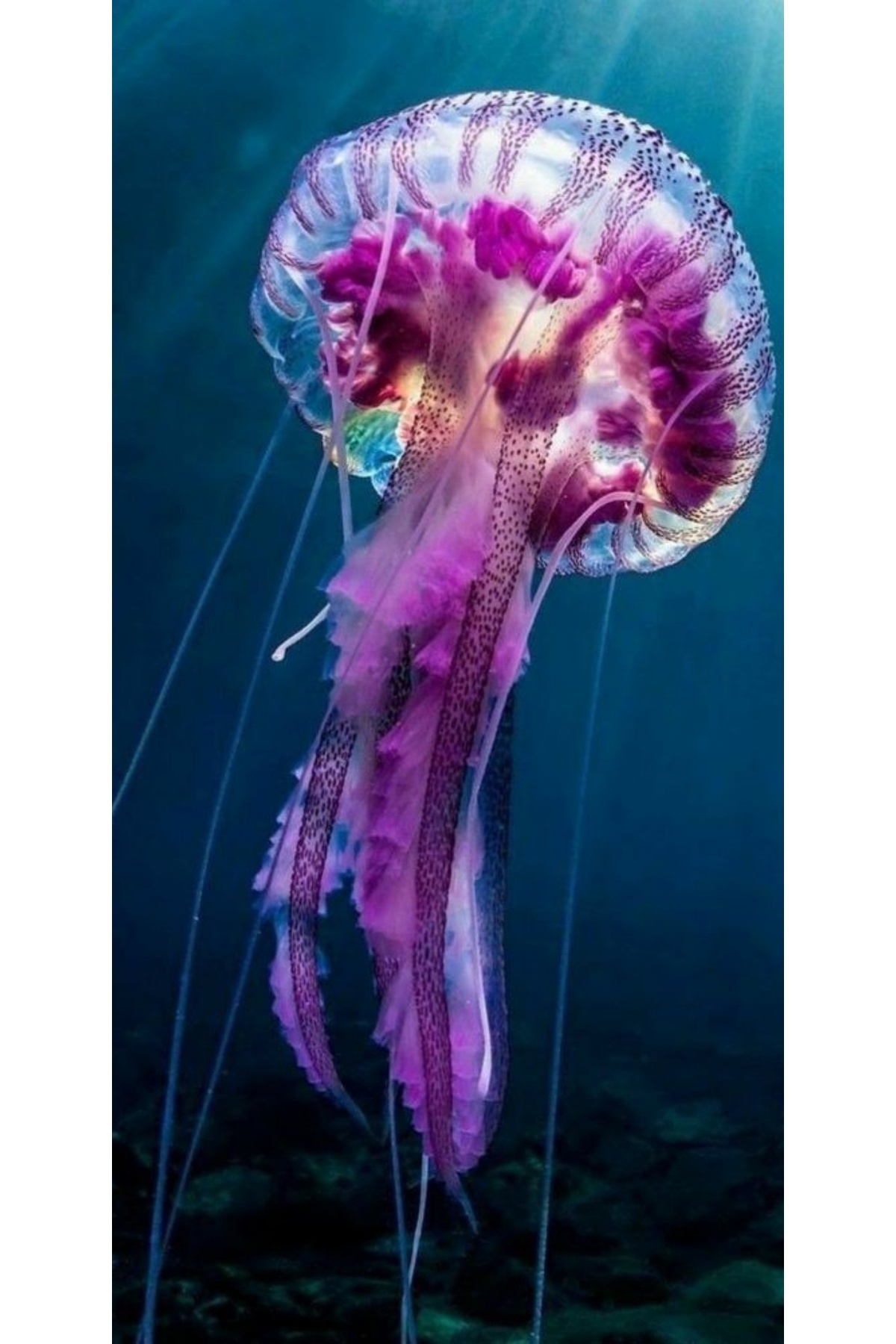 Atlas-Personalized Case XIAOMI RedMi Go Jellyfish 1