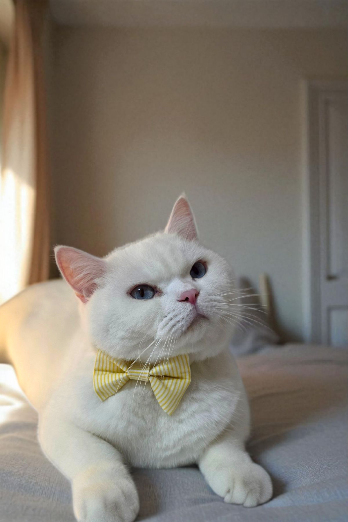 DodoJoy-Cat Collar with Bell, 3 in 1 Cat Collar, Cat Collars with Bow Tie and Ribbon, Yellow Line Pattern 6