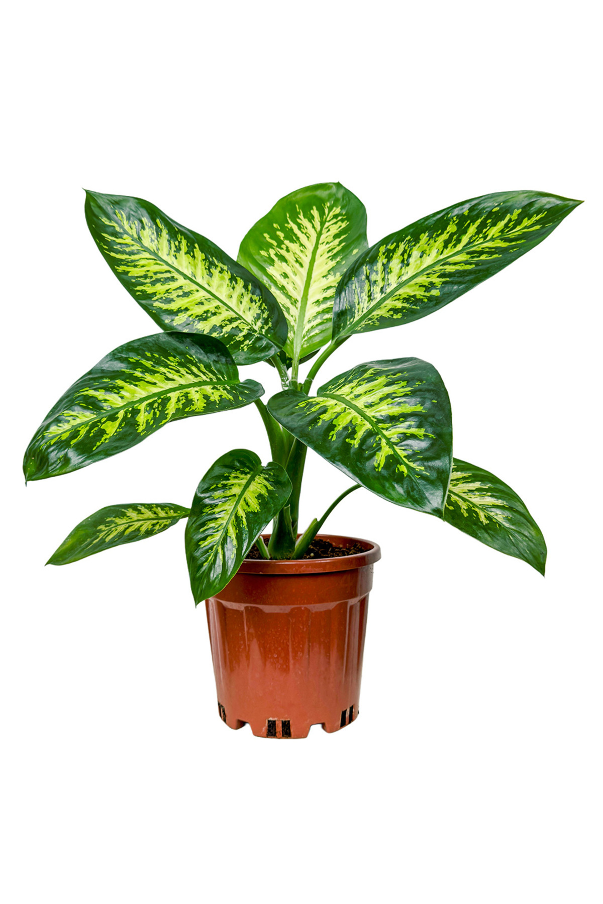 Fidanburada Difenbahya (Dieffenbachia Tropic Snow) - Fiyatı, Yorumları