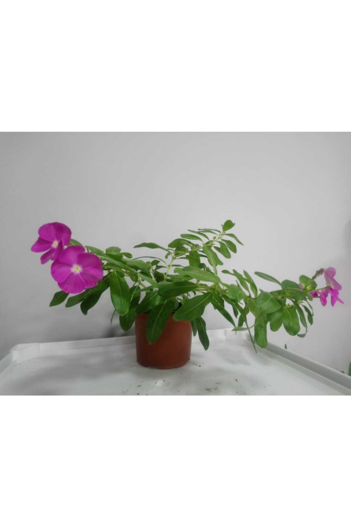 Pervane Çiçeği, Rozet Çiçeği (iri Çiçekli Cherry Vinca Major Cezayir Menekşesi Çiçeği ) 4