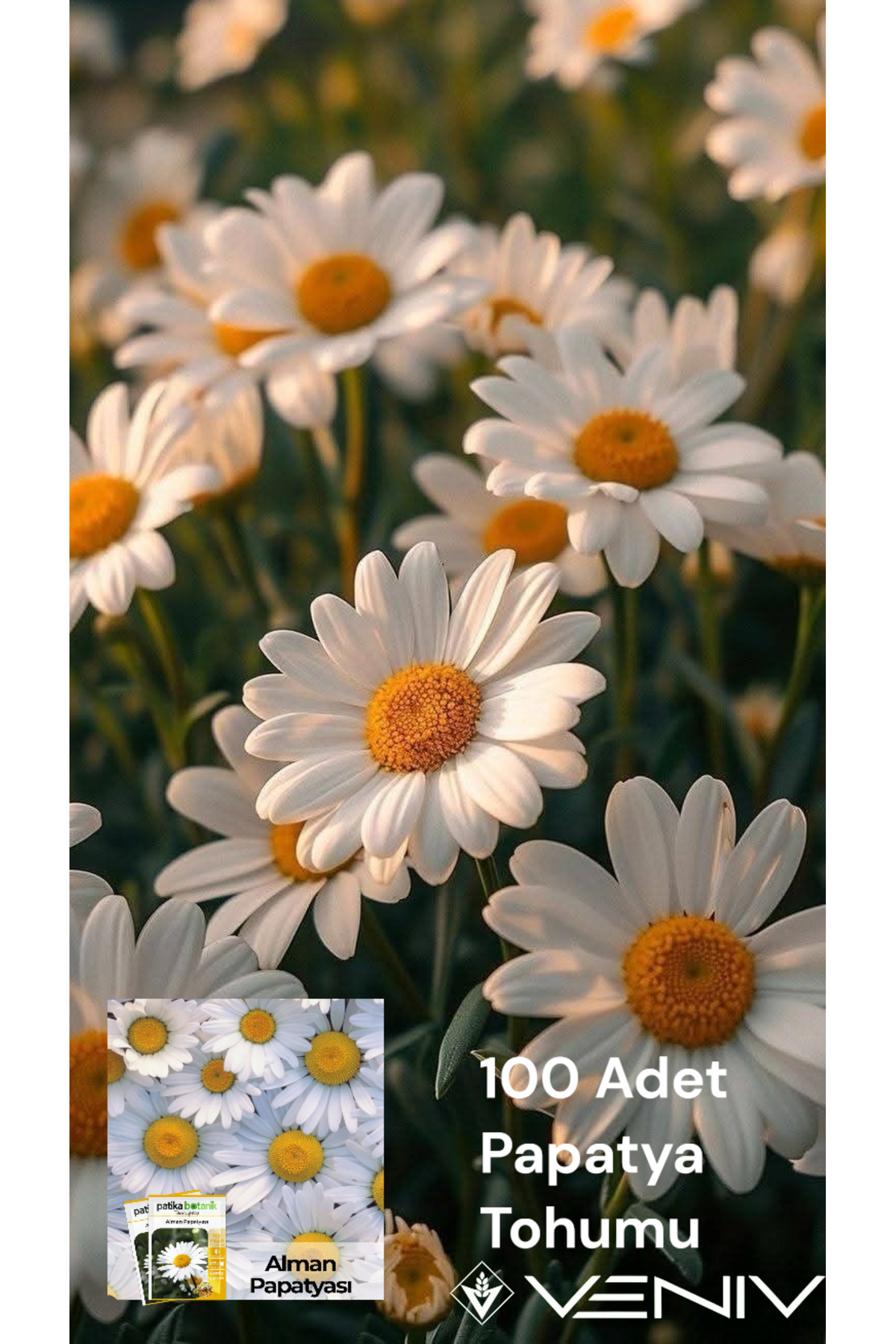 100 Chamomile Seeds 2 Packs