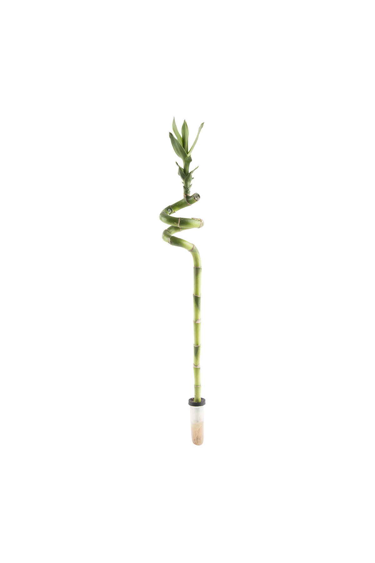 Belora Bambus Norocos, Dracaena Sanderiana H 50 cm- Trendyol