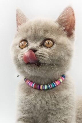 Renkli Fimo Boncuk Detaylı Kedi Kolyesi Kedi Tasması Kedi Boyunluk Süsü csblrenklicat