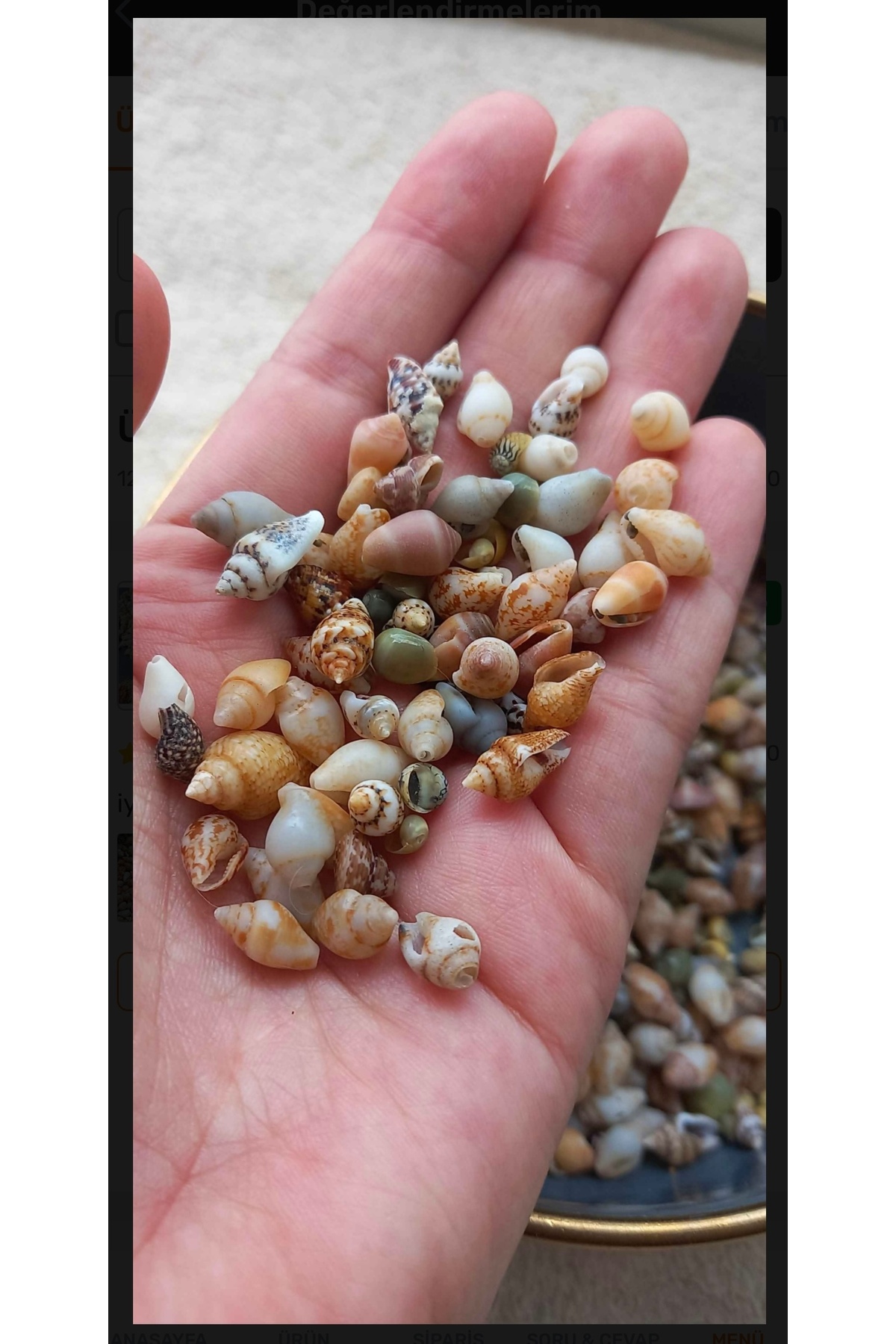 LilaHediyelikEşya 500 Adet Karışık Natural Minik Akvaryum ve Epoksi için Deniz Kabuğu Nassa Shell - Fiyatı, Yorumları