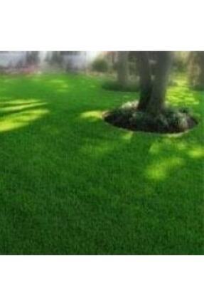 Bitki Dizayn Gölge Alan Çim Tohumu-10 Kg Besa Ziraat Peyzaj