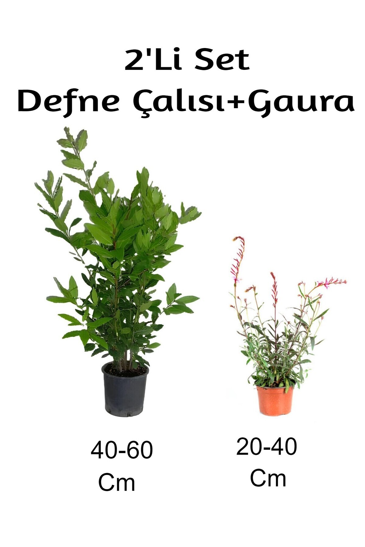 Bay Shrub+ Gaura Flower Set of 2 Outdoor Plants