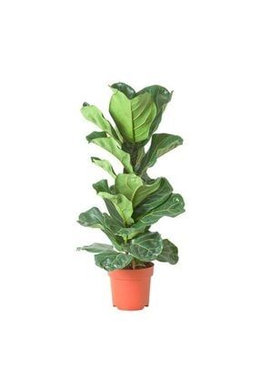 Ficus Lyrata Bambino 60cm PRA-4659628-8493