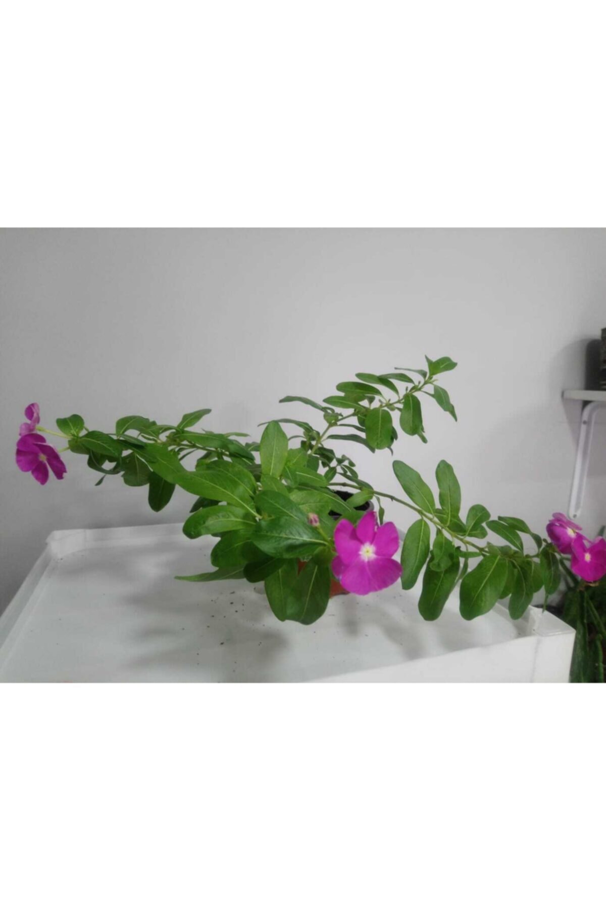 Pervane Çiçeği, Rozet Çiçeği (iri Çiçekli Cherry Vinca Major Cezayir Menekşesi Çiçeği )