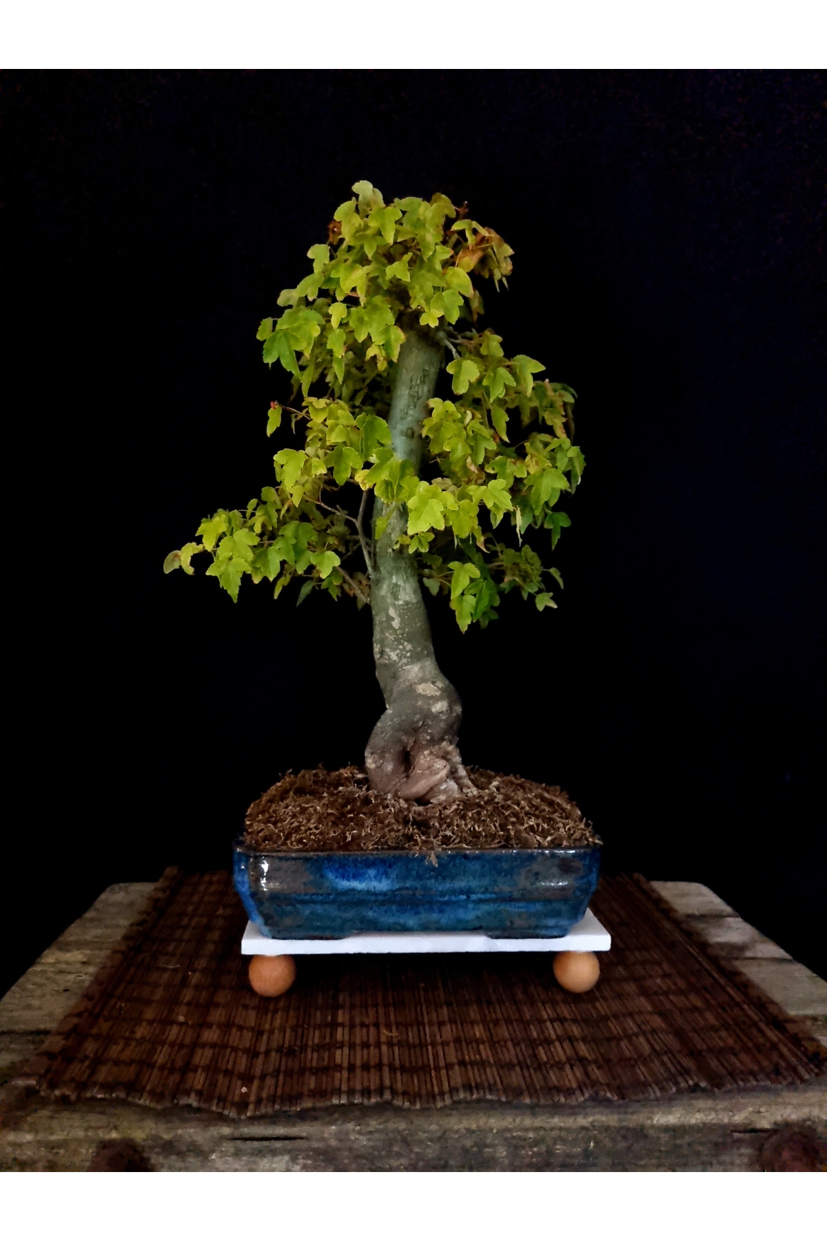 Yalova Bonsai Art ÜÇ DİŞLİ AKÇAAĞAÇ BONSAİ - Fiyatı, Yorumları