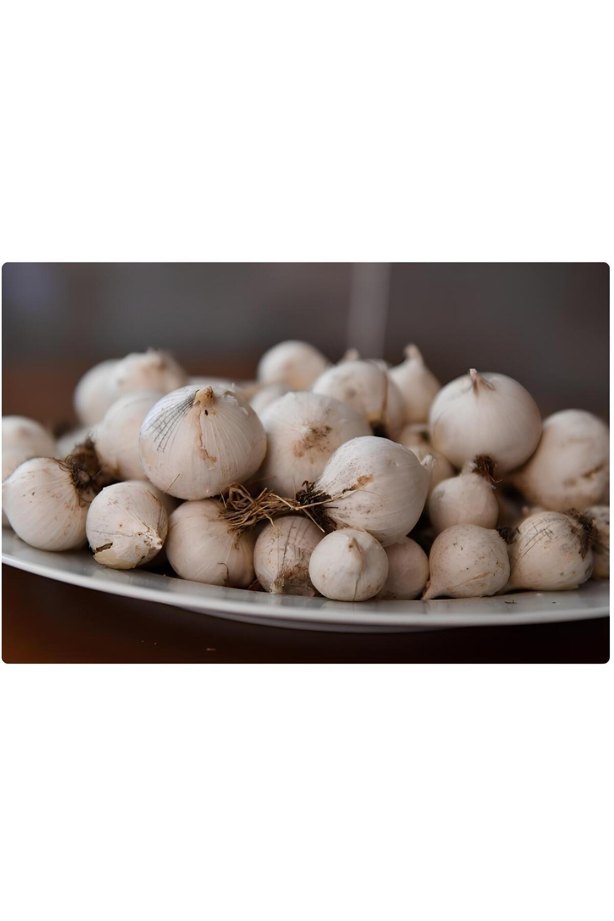 CANLAR ÖZEL ÜRETİM MUNZUR DAĞ SARIMSAĞI (0,5 KG)