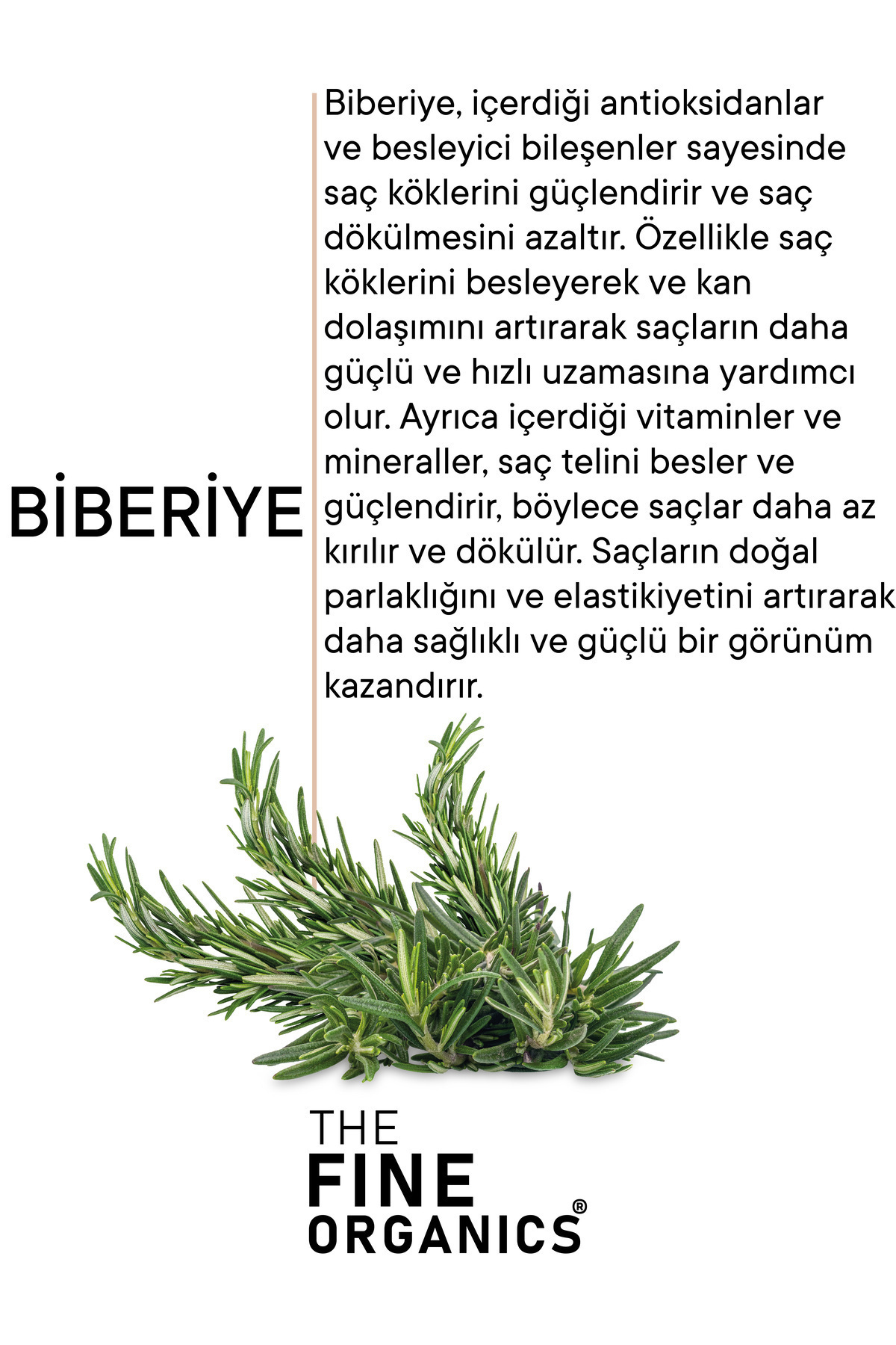 Biberiye Yağı & Biotin Complex Hızlı Uzamaya Yardımcı, Dökülme Karşıtı ve Onarıcı Saç Bakım Serumu — TFORHCO01 — تصویر 3 از 6