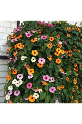 Tohumcumm Karagözlü Suzan Sarmaşığı Tohumu Thunbergia Karagözlü Suzan Sarmaşı...