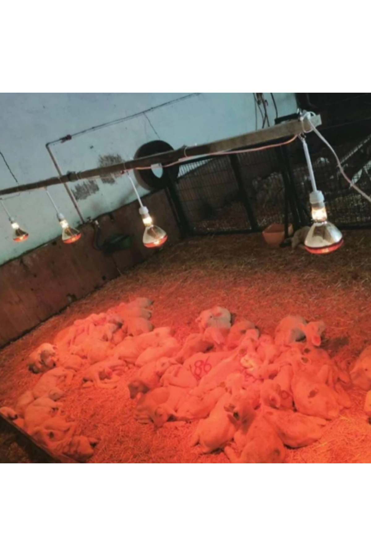 Evonest Kümes Isıtıcı Set | 2x250W Infrared Isıtıcı, Dijital Termostat ve 1 Aydınlatma