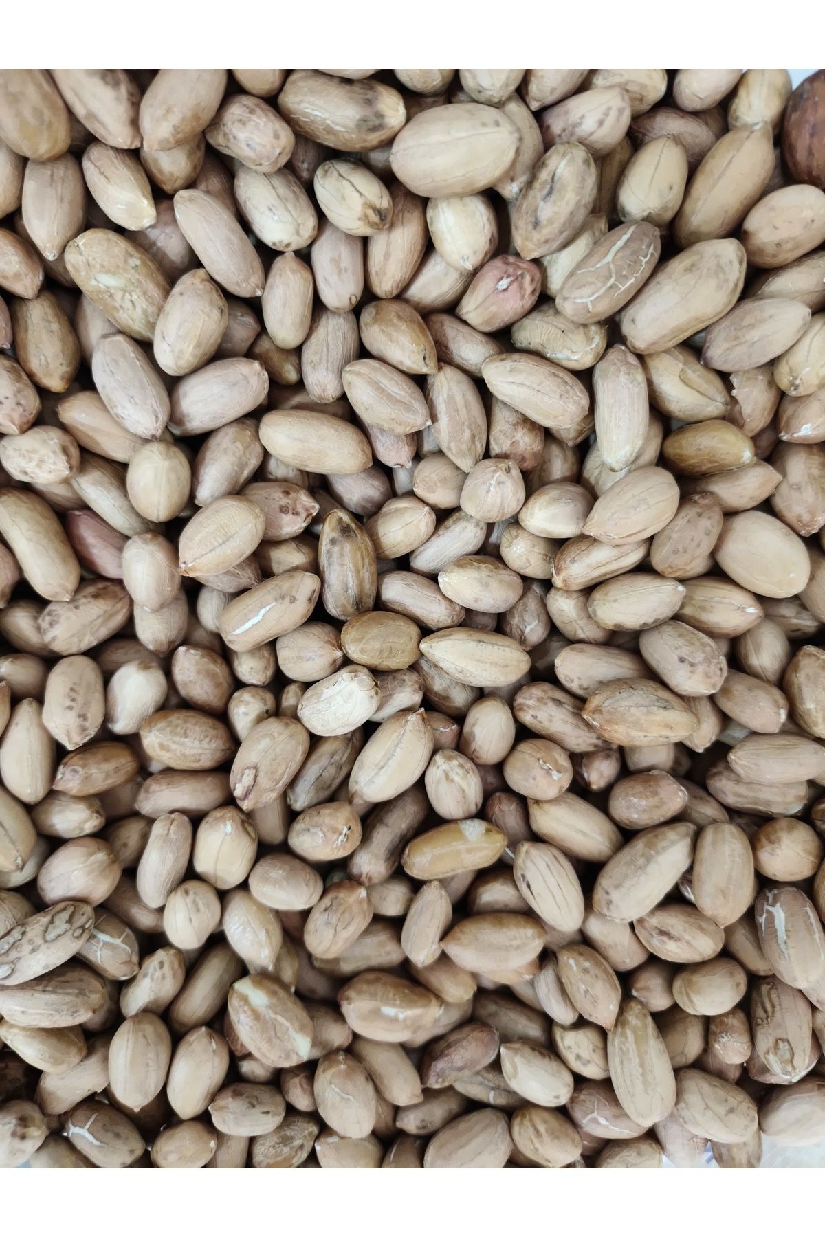 Akar Kuruyemiş Yeni Mahsül Çiğ İri Fıstık