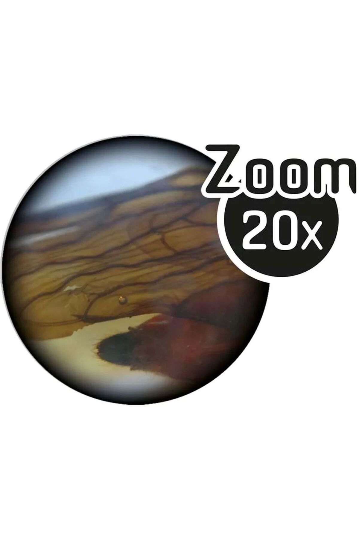 میکروسکوپ دوچشمی