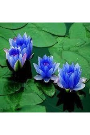 1 Adet Tohum Nadir Bulunan Mavi Lotus Çiçeği Tohumu Lotus Su Çiçeği Tohumu Nilüfer Çiçeği Tohumu 5t5c54333eds