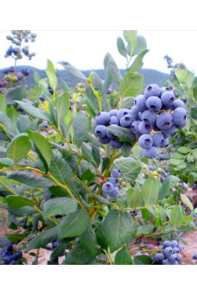 FİDANKÖY Yaban mersini likaba bluebery