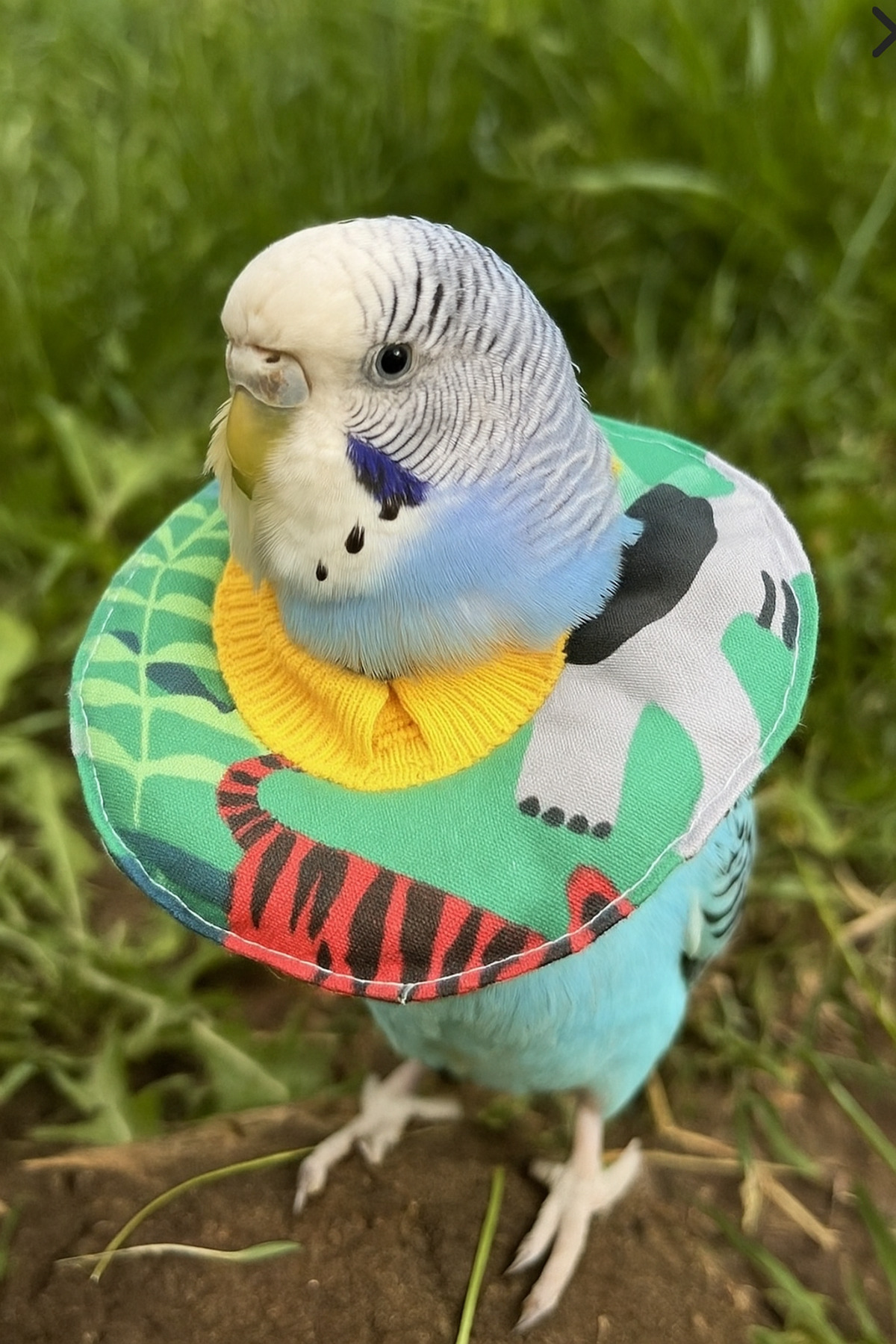 Petris Elizabeth boyunluk-kuş yakalığı-elizabeth kuş yakalığı-10x5 cm