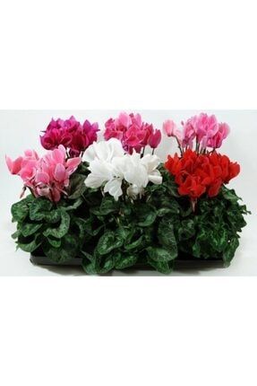 5 Adet Karışık Renkli Sıklamen Çiçeği Soğanı GSXFRDC654986