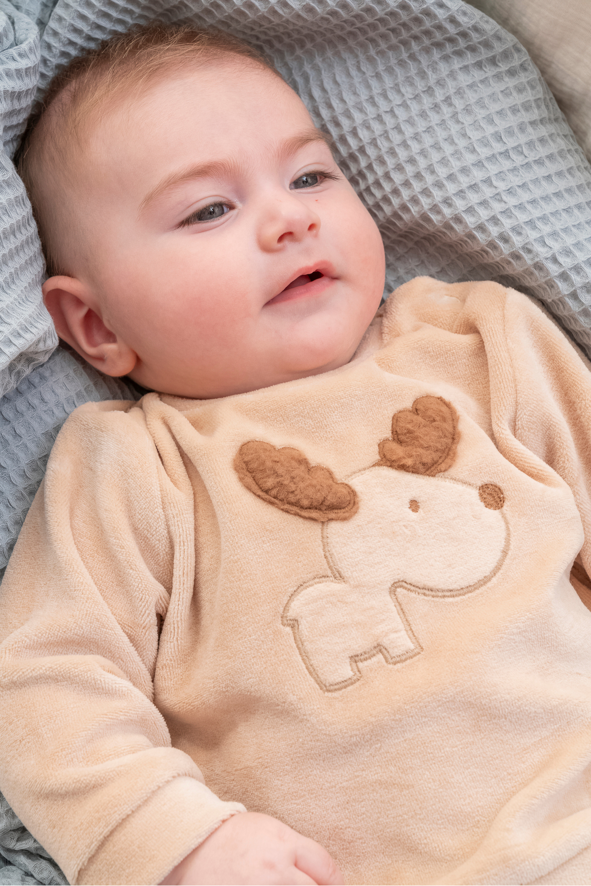 Cassiope Geyik Nakışlı Kadife İkili Takım Pantolonu Fitilli Kadife fotoğrafı 3 (önizleme)