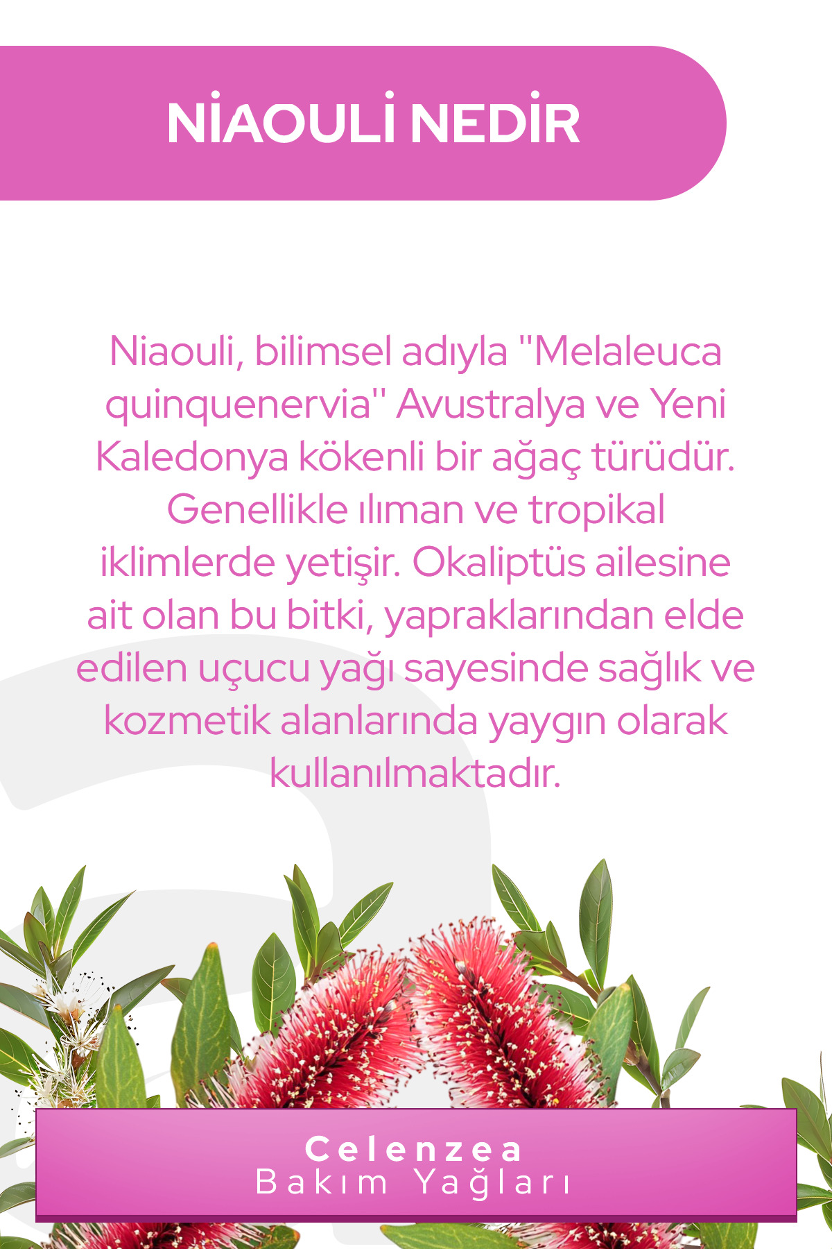 2'li Nioli Yağı Genital Bölge Kötü Koku Önleyici & İntim Bakım Yağı Tazeleyeci Niaouli Oil 10ml — 2XSET02 — تصویر 3 از 3
