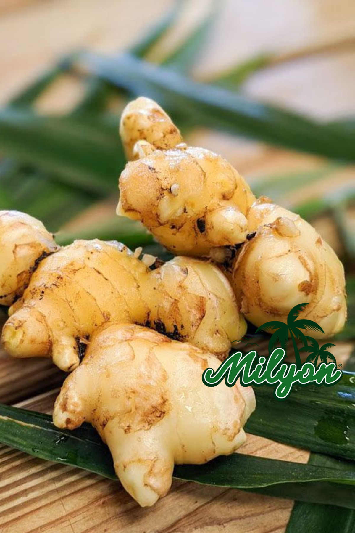 Milyon Shop taze zencefil ince kabuklu parlak ve sert 1Kg