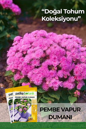Patika Botanik 100 Adet Pembe Vapur Dumanı Çiçek Tohumu (Ageratum Mexicanum D...