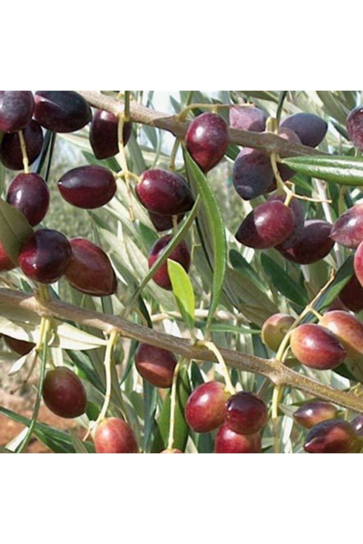 1 (Manzalina ) Olive Seedling is 1.5 Year Old Tube