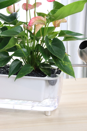 Saksıdan Sofraya Kendi Kendini Sulayan Modern Akıllı Saksı (Büyük Boy)