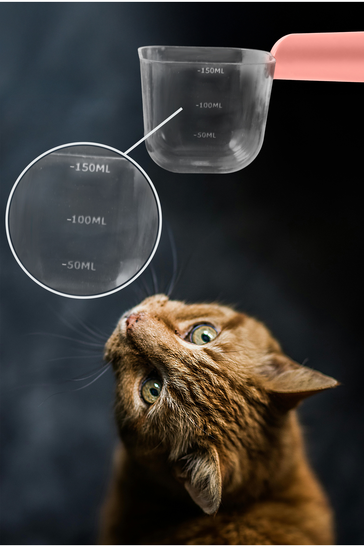 Ceyus Standlı Platformlu Ölçülü Kedi Mama Kaşığı – 150 ml Ölçü Küreği, Kedi Mama Ölçü Kabı fotoğrafı 6 (önizleme)