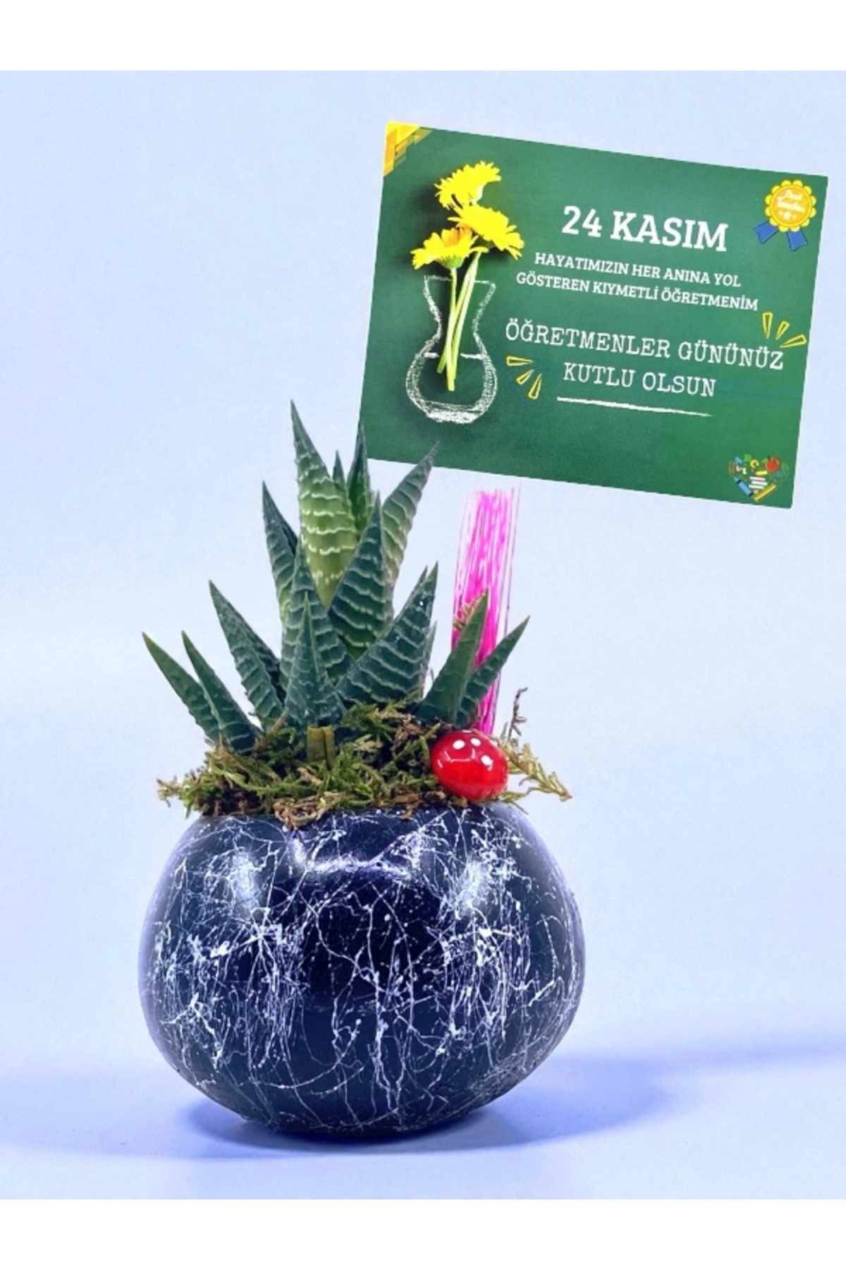 MEGA KANYON 24 Kasım Öğretmenler Günü Hediyesi / Sukulent Çiçekli Siyah Saksı Aranjmanı ve 24 Kasım Kartı