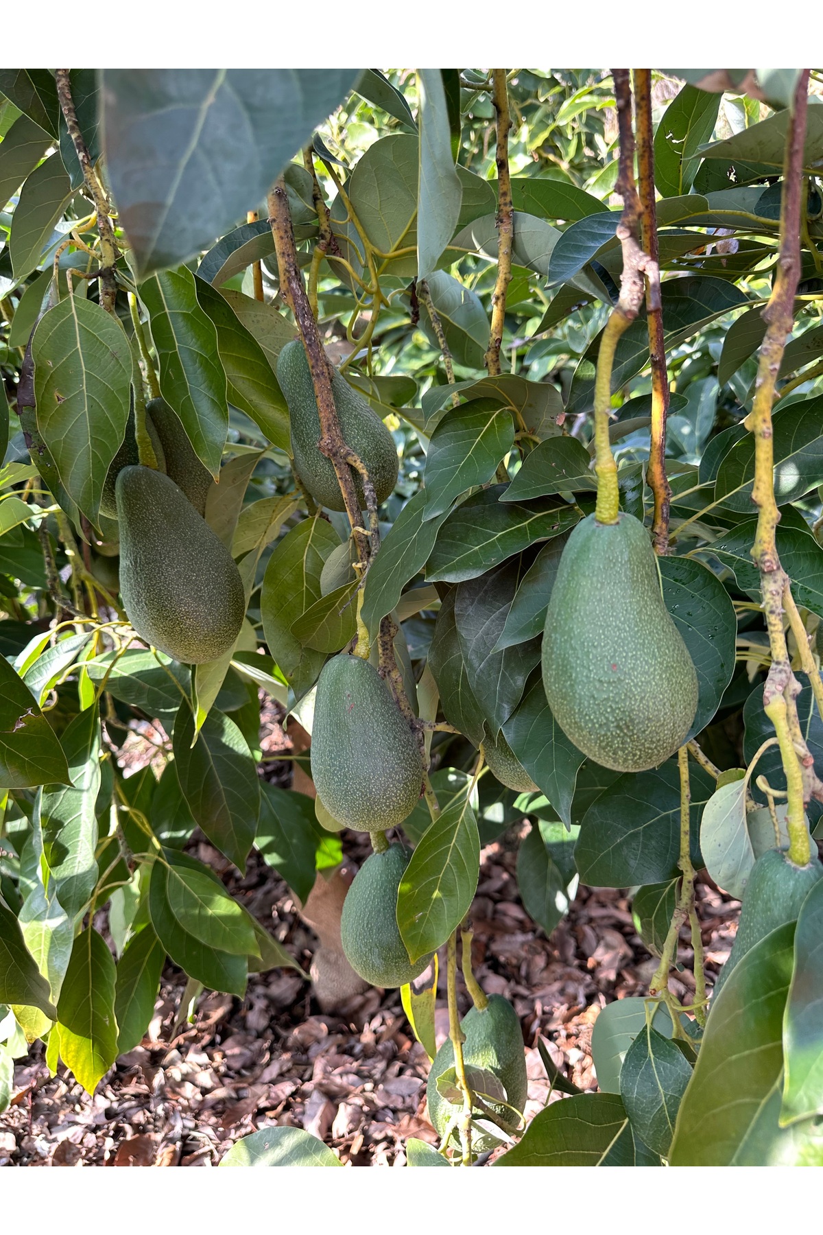 AVOKADO DALINDAN YENİ TOPLANMIŞ GÜNLÜK TAZE 2 KG