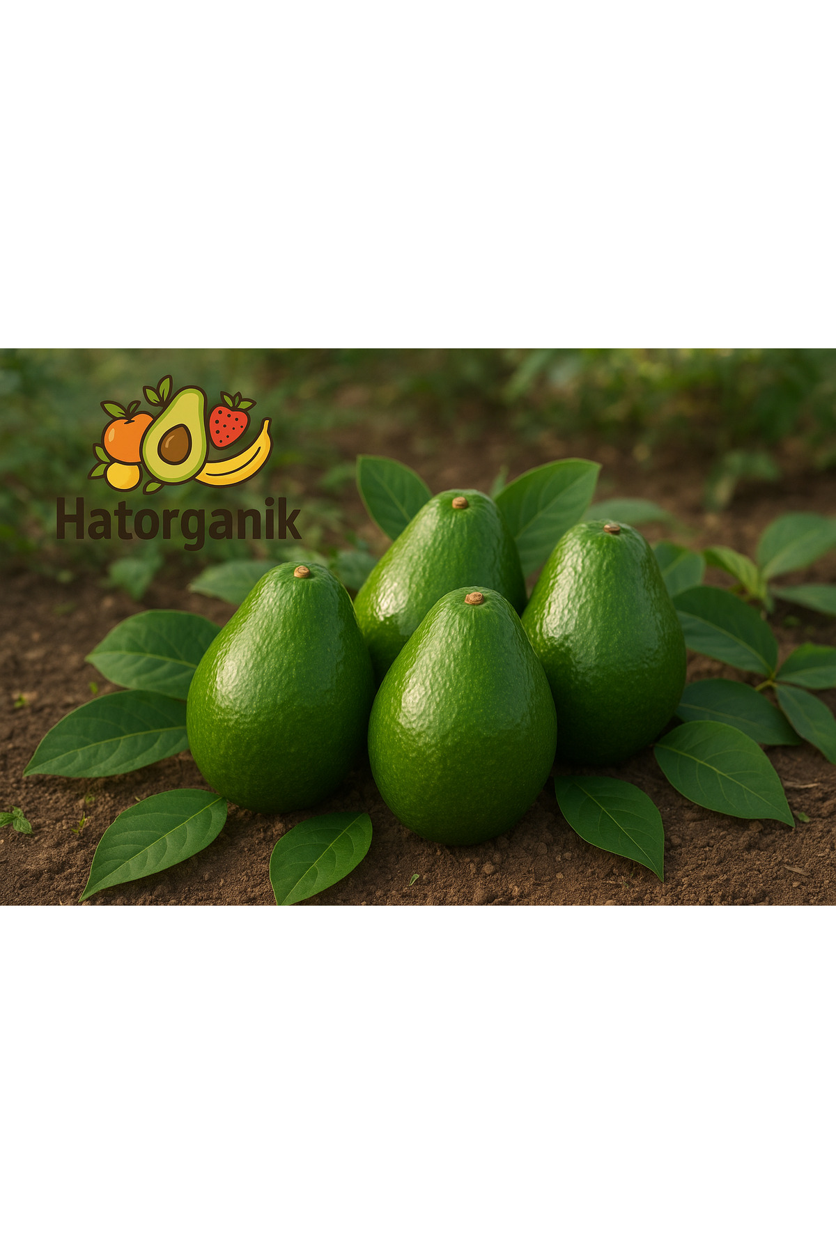 AVOKADO BAHÇEDEN GÜNLÜK HASAT İRİ BOY 4 ADET (300-370 GR)