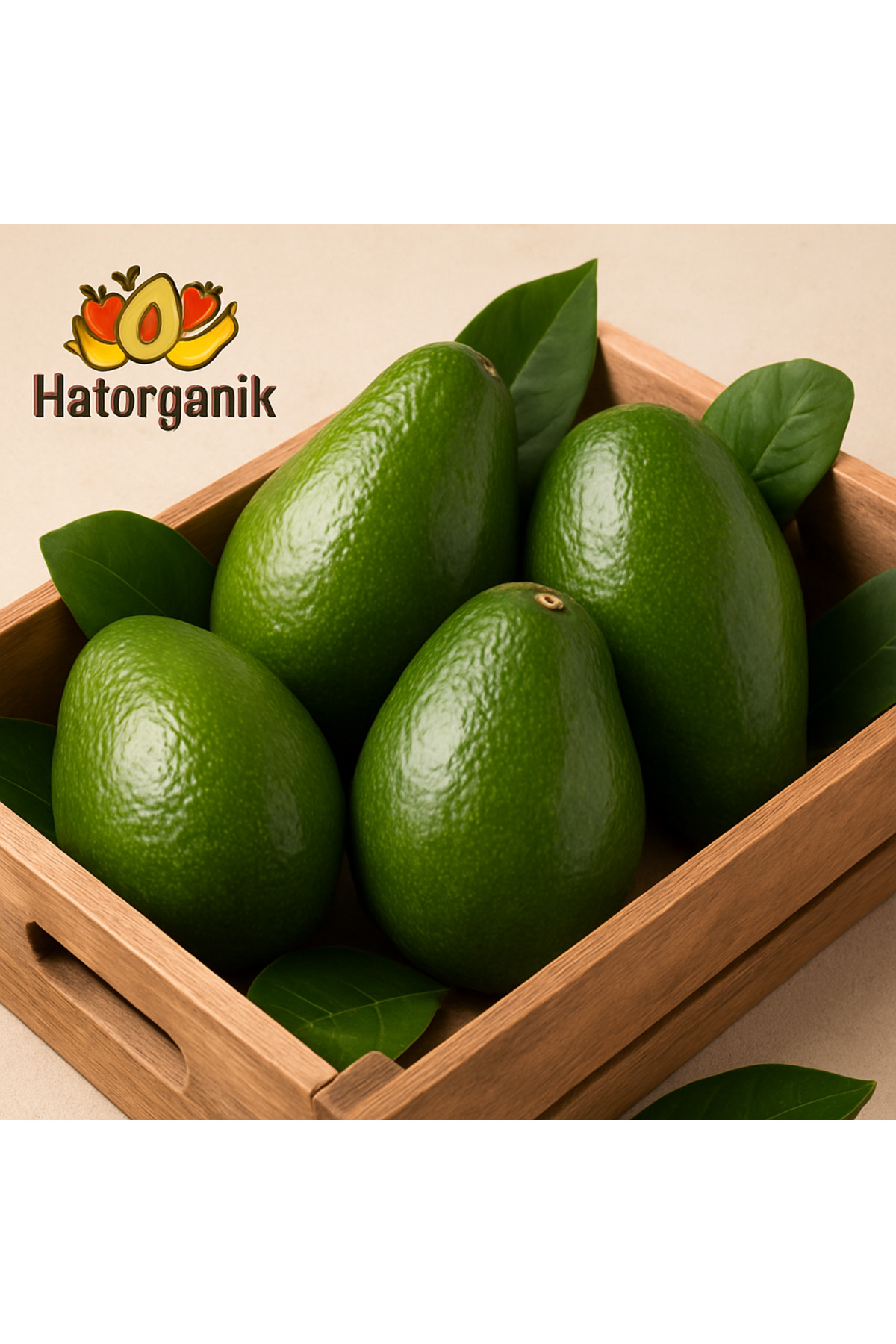 AVOKADO JUMBO BOY BAHÇEDEN GÜNLÜK HASAT 4 ADET