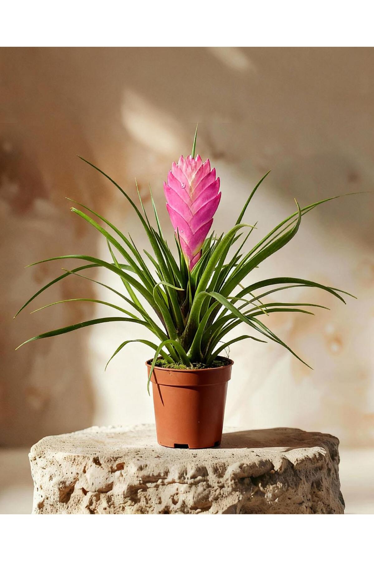 gardenkoala Hava Bitkisi – Tillandsia 8.5 cm Saksı - Fiyatı, Yorumları