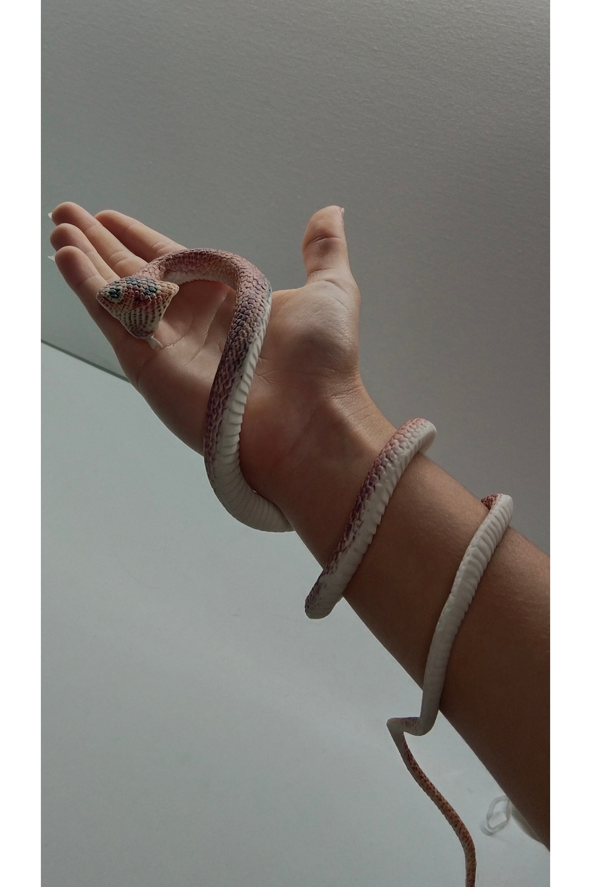 FEYSSHOP Süper gerçekçi şaka yılanı 70 cm