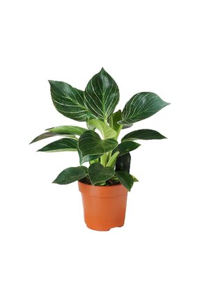 gardenkoala Filodendron Birkin – Philodendron Birkin – 12 cm Saksı