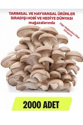 TohumGübre 2000 Adet Istiridye Kavak Mantarı Tohumu + Ekim Poşetleri + Eğitim...