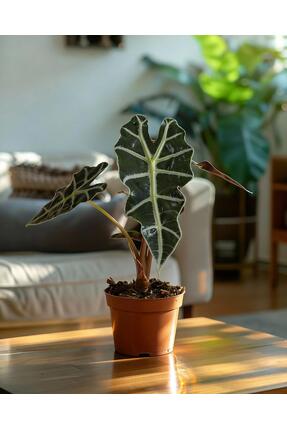 gardenkoala Alokasya Polly – Alocasia amazonica Polly – 12 cm Saksı