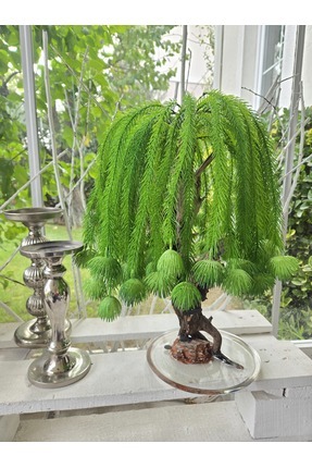 Decoroon El Yapımı Salkım Söğüt Tarzı Bonsai – Doğal Ağaç Gövdeli | Epoksi Ta...